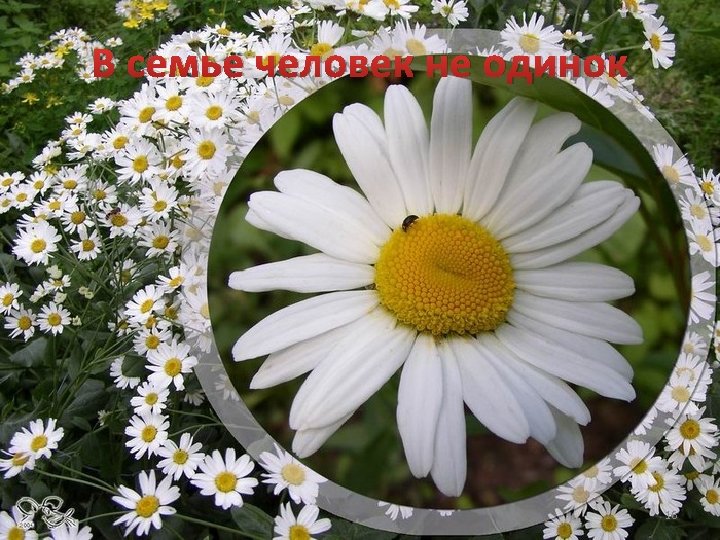 В семье человек не одинок 16 