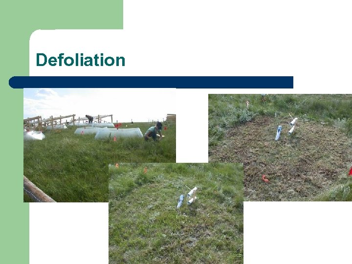 Defoliation 