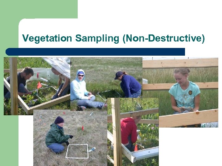 Vegetation Sampling (Non-Destructive) 