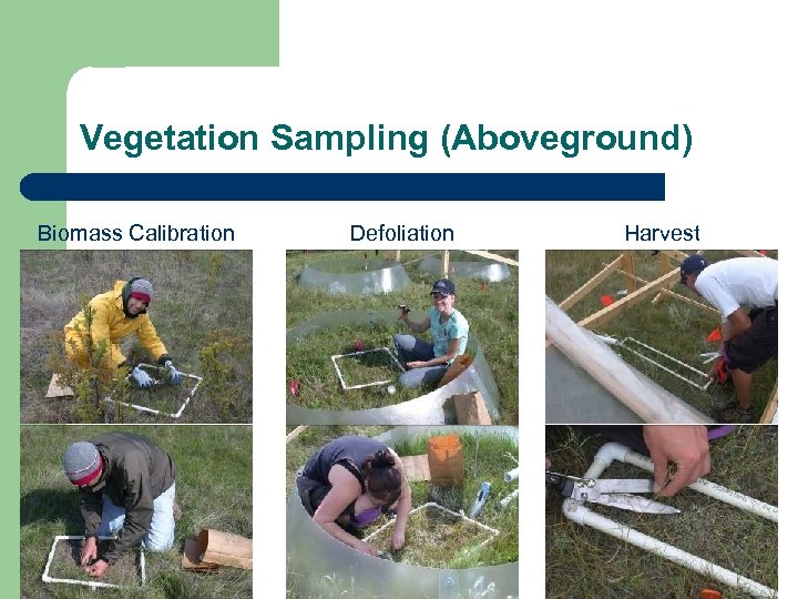 Vegetation Sampling (Aboveground) Biomass Calibration Defoliation Harvest 