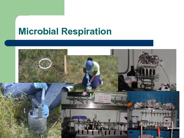 Microbial Respiration 