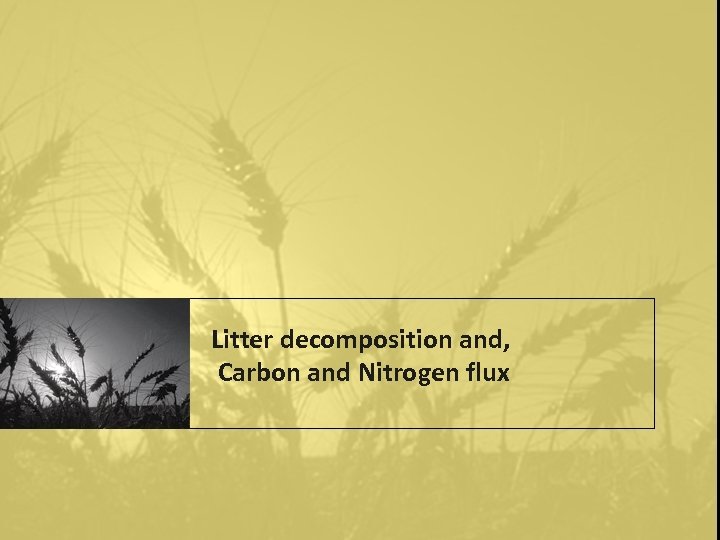 Litter decomposition and, Carbon and Nitrogen flux 