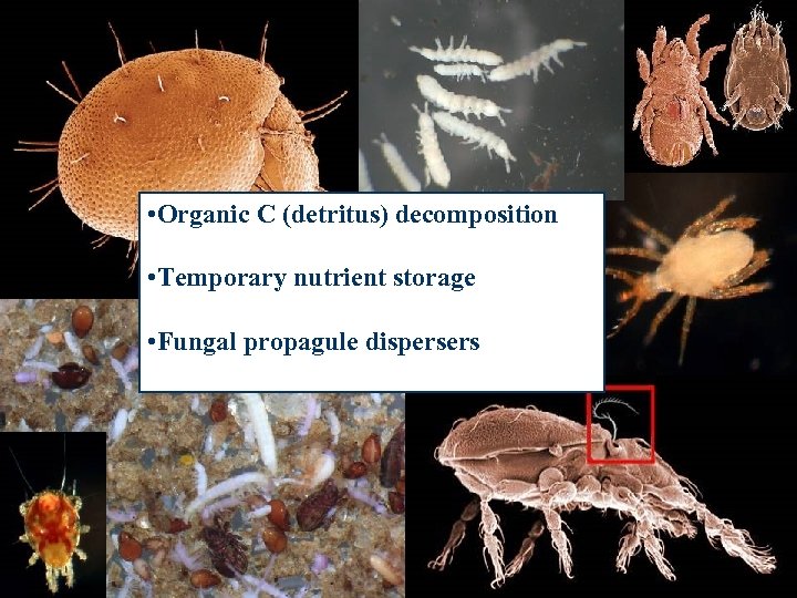 • Organic C (detritus) decomposition • Temporary nutrient storage • Fungal propagule dispersers