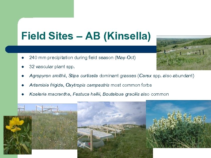 Field Sites – AB (Kinsella) l 240 mm precipitation during field season (May-Oct) l