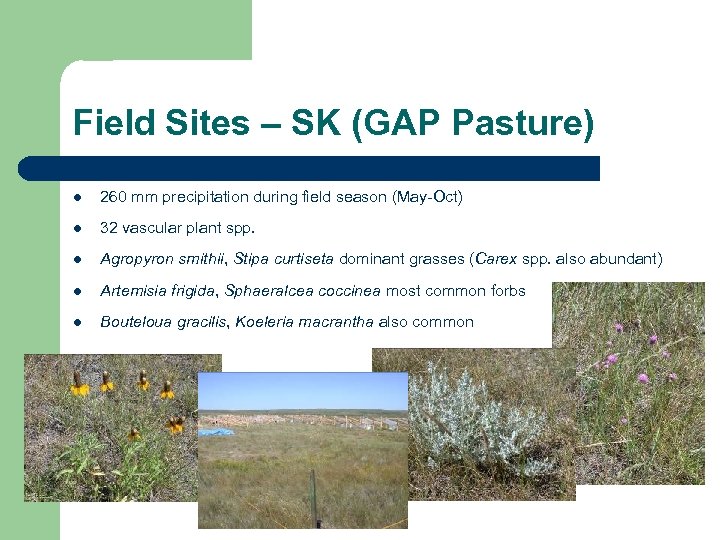 Field Sites – SK (GAP Pasture) l 260 mm precipitation during field season (May-Oct)