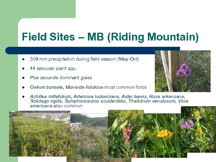 Field Sites – MB (Riding Mountain) l 309 mm precipitation during field season (May-Oct)