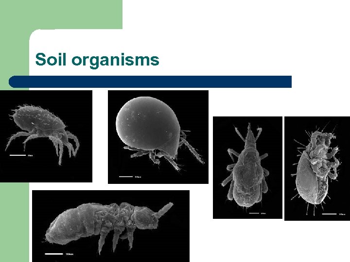 Soil organisms 