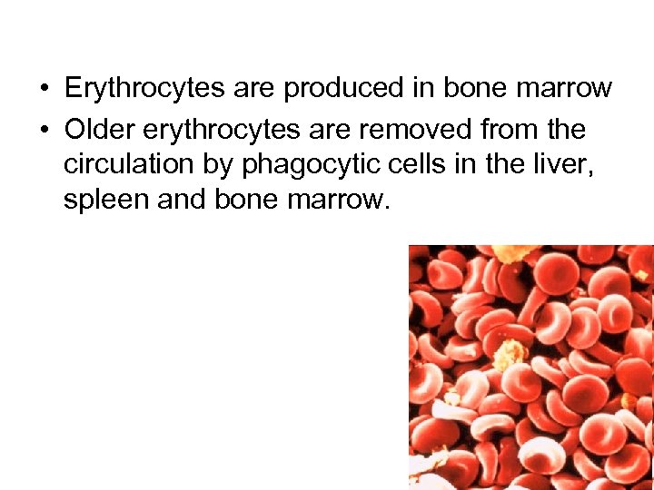  • Erythrocytes are produced in bone marrow • Older erythrocytes are removed from