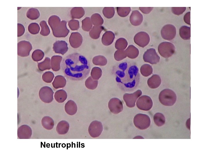 Neutrophils 