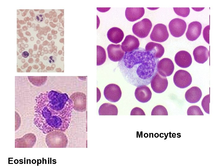 Monocytes Eosinophils 