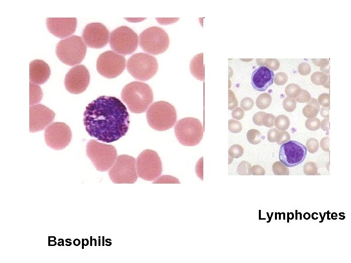 Lymphocytes Basophils 