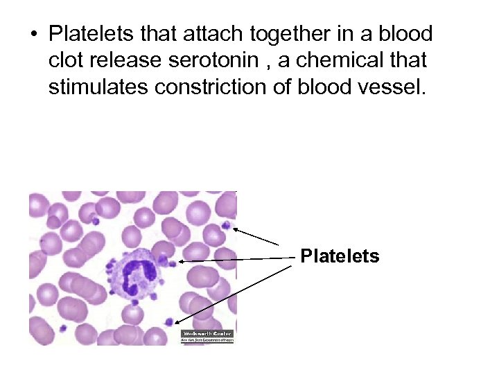  • Platelets that attach together in a blood clot release serotonin , a