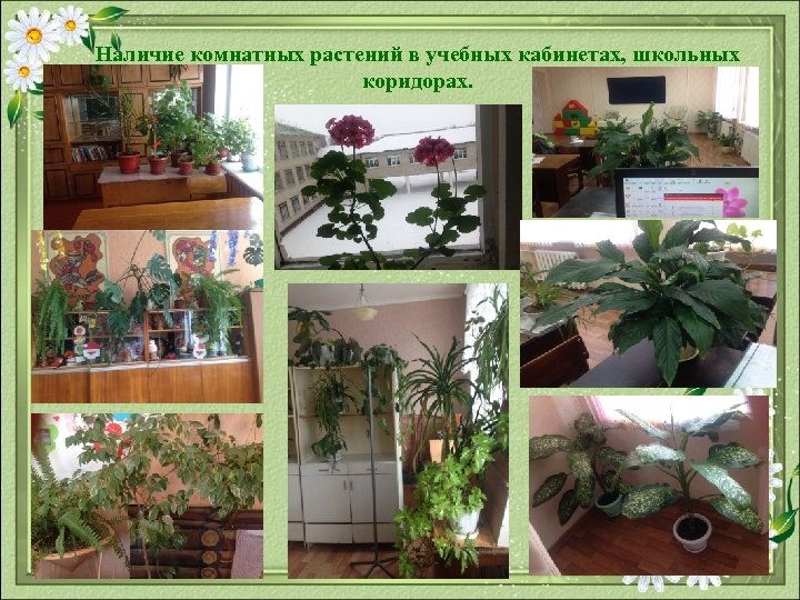 Наличие комнатных растений в учебных кабинетах, школьных коридорах. 