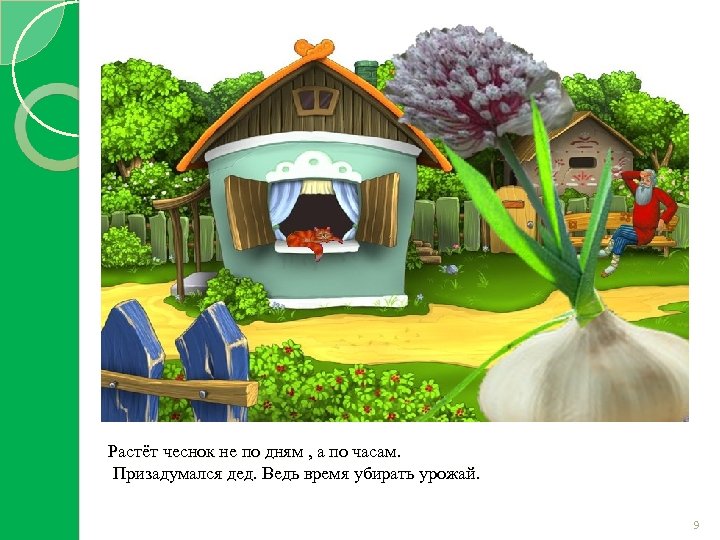 Растёт чеснок не по дням , а по часам. Призадумался дед. Ведь время убирать