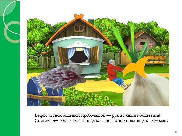 Вырос чеснок большой-пребольшой — рук не хватит обхватить! Стал дед чеснок из земли тянуть: