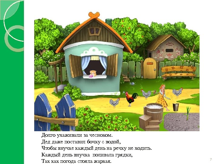 Долго ухаживали за чесноком. Дед даже поставил бочку с водой, Чтобы внучке каждый день
