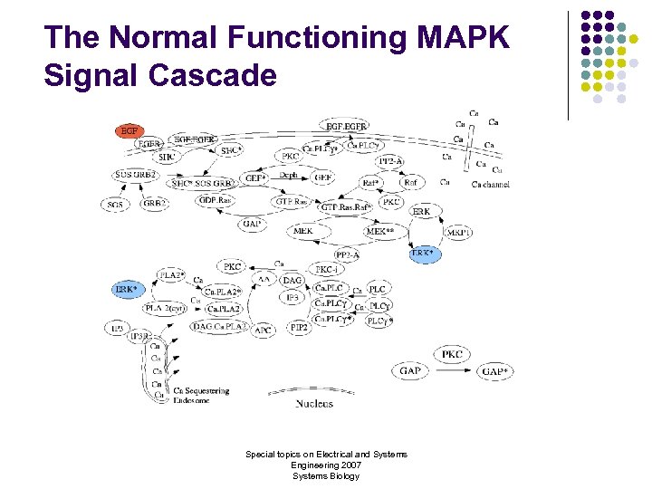 The Normal Functioning MAPK Signal Cascade Special topics on Electrical and Systems Engineering 2007