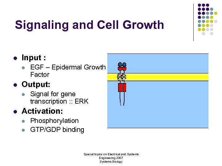Signaling and Cell Growth l Input : l l Output: l l EGF –