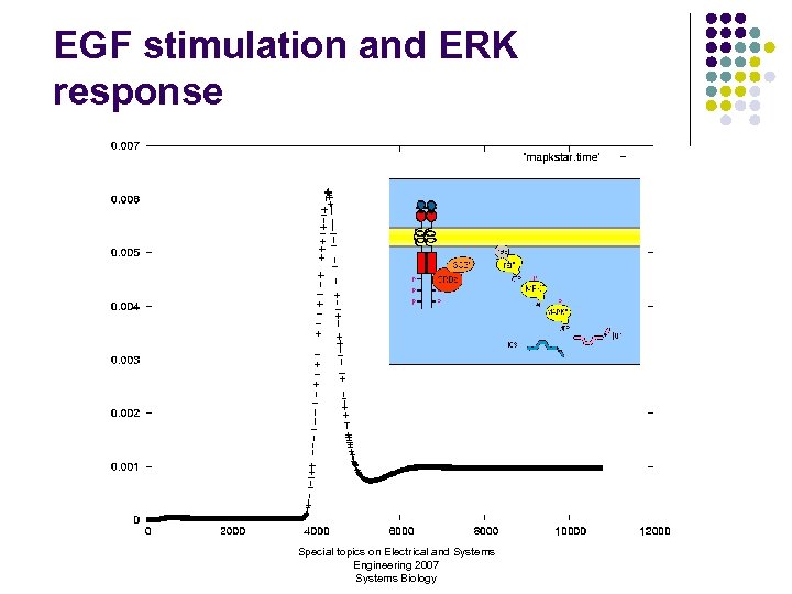 EGF stimulation and ERK response Special topics on Electrical and Systems Engineering 2007 Systems