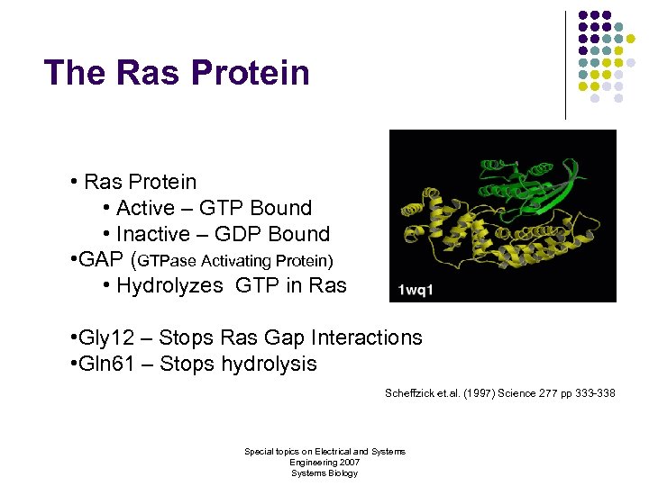 The Ras Protein • Active – GTP Bound • Inactive – GDP Bound •