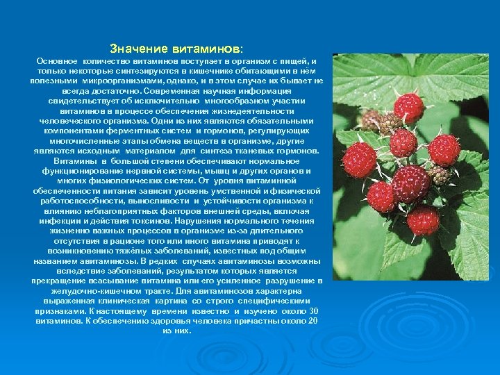 Значение витаминов: Основное количество витаминов поступает в организм с пищей, и только некоторые синтезируются