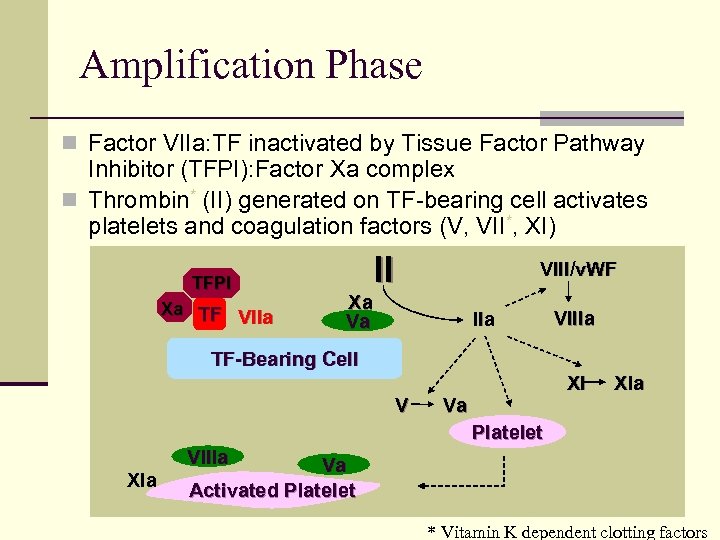 Amplification Phase n Factor VIIa: TF inactivated by Tissue Factor Pathway Inhibitor (TFPI): Factor