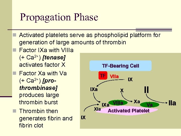 Propagation Phase n Activated platelets serve as phospholipid platform for generation of large amounts
