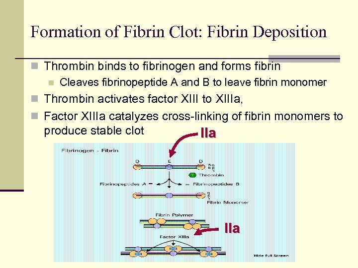 Formation of Fibrin Clot: Fibrin Deposition n Thrombin binds to fibrinogen and forms fibrin