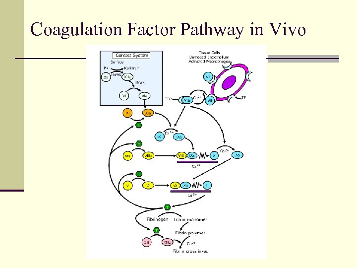 Coagulation Factor Pathway in Vivo 