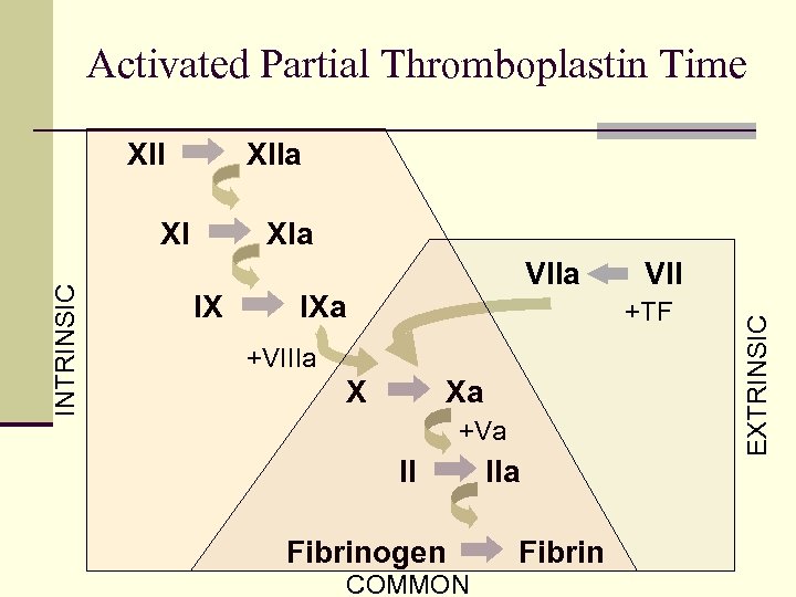 Activated Partial Thromboplastin Time XIIa XIa IX VIIa IXa VII +TF +VIIIa X Xa