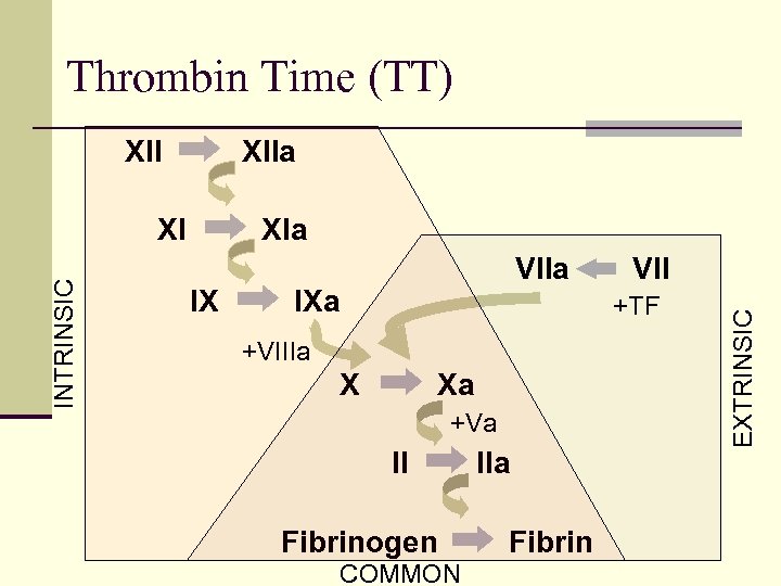 Thrombin Time (TT) XIIa XIa IX VIIa IXa VII +TF +VIIIa X Xa +Va