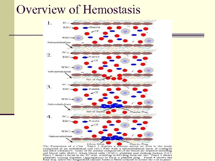 Overview of Hemostasis 