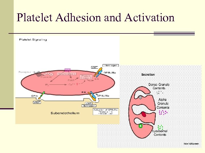 Platelet Adhesion and Activation 