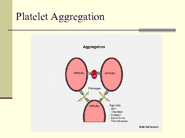 Platelet Aggregation 