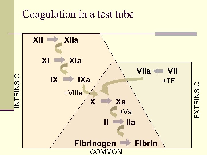 Coagulation in a test tube XIIa XIa IX VIIa IXa VII +TF +VIIIa X