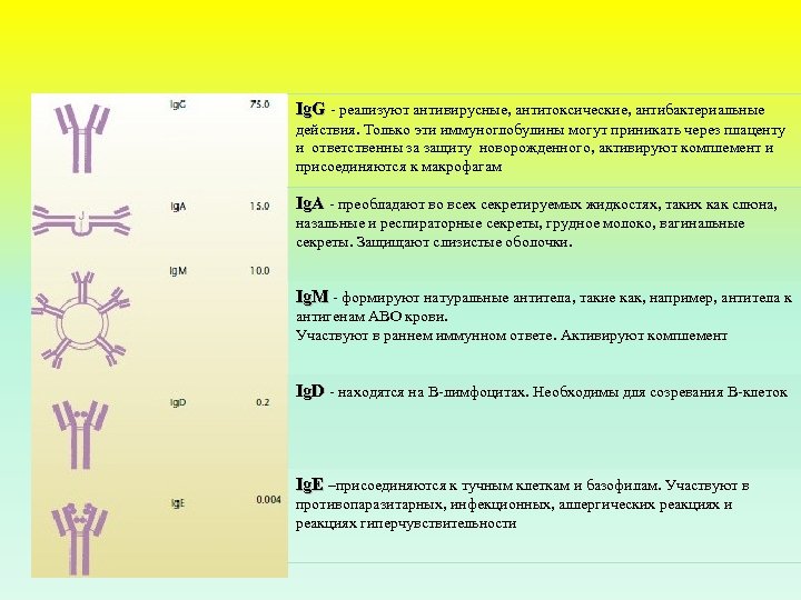 Ig. G реализуют антивирусные, антитоксические, антибактериальные действия. Только эти иммуноглобулины могут приникать через плаценту