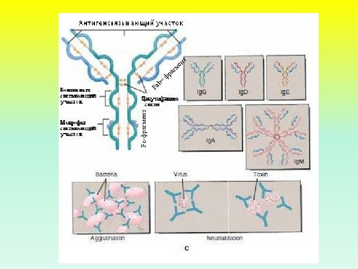 = нт ме г ра ф Fc фрагмент b Fa 