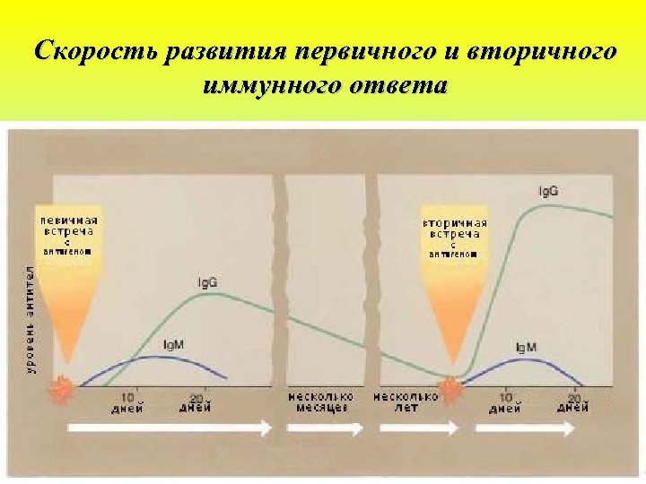 Скорость развития первичного и вторичного иммунного ответа 