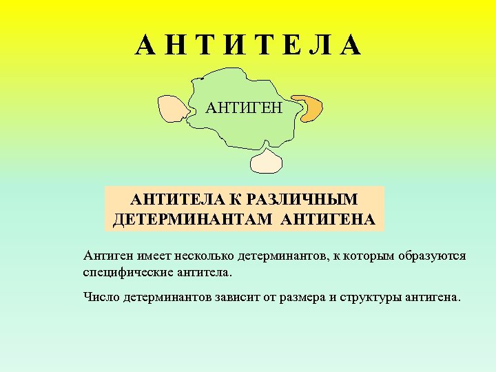 А Н Т И Т Е Л А АНТИГЕН АНТИТЕЛА К РАЗЛИЧНЫМ ДЕТЕРМИНАНТАМ АНТИГЕНА