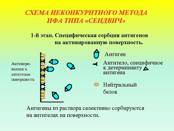 Необходимые ингредиенты особенности и схема постановки неконкурентного ифа методом сэндвича