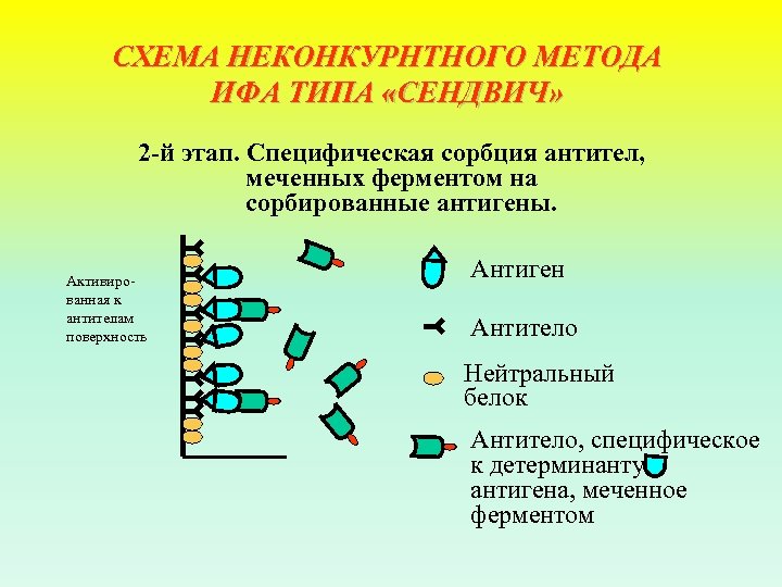 СХЕМА НЕКОНКУРНТНОГО МЕТОДА ИФА ТИПА «СЕНДВИЧ» 2 й этап. Специфическая сорбция антител, меченных ферментом