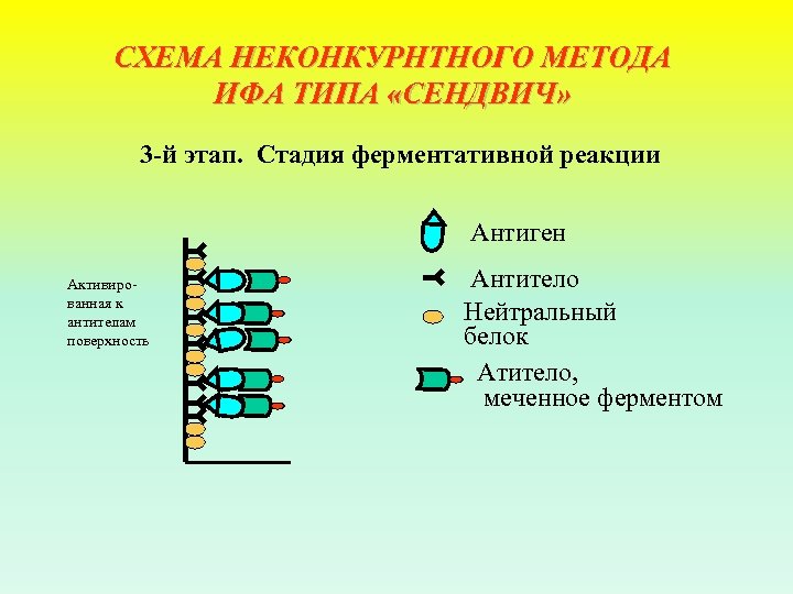 Необходимые ингредиенты особенности и схема постановки неконкурентного ифа методом сэндвича