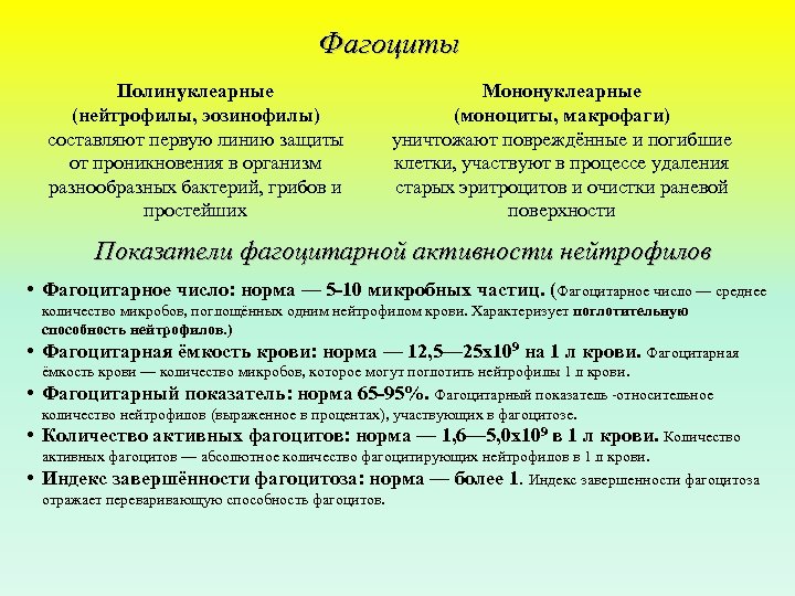 Фагоциты Полинуклеарные (нейтрофилы, эозинофилы) составляют первую линию защиты от проникновения в организм разнообразных бактерий,