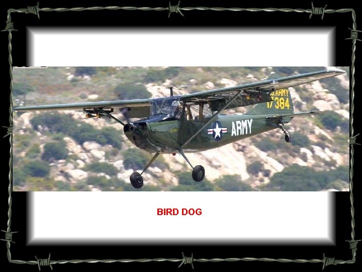 BIRD DOG 