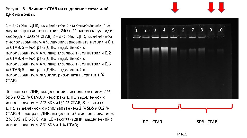 Рисунок 5 - Влияние СТАВ на выделение тотальной ДНК из почвы. 1 – экстракт
