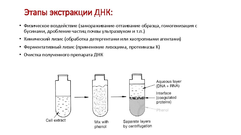 Этапы экстракции ДНК: • Физическое воздействие (замораживание-оттаивание образца, гомогенизация с бусинами, дробление частиц почвы