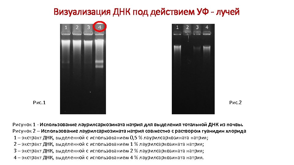 Визуализация ДНК под действием УФ - лучей Рис. 1 Рис. 2 Рисунок 1 -