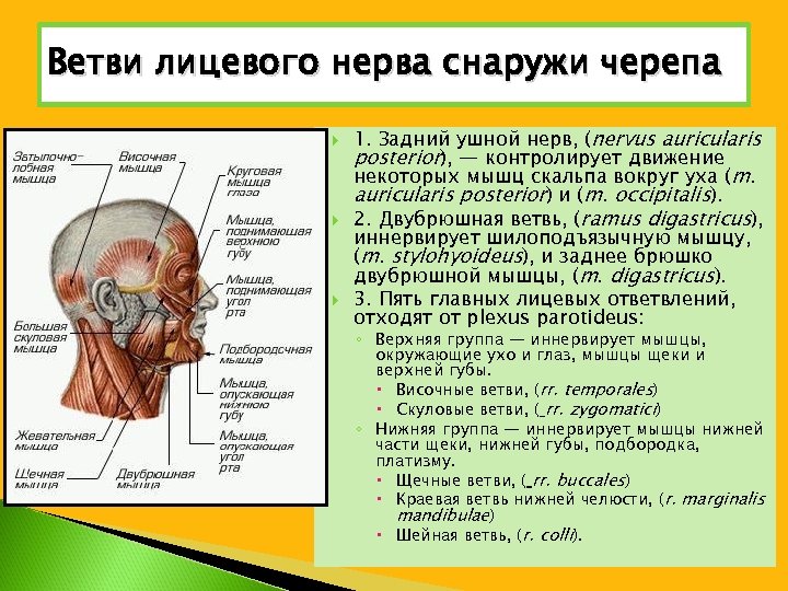 Ветви лицевого нерва схема