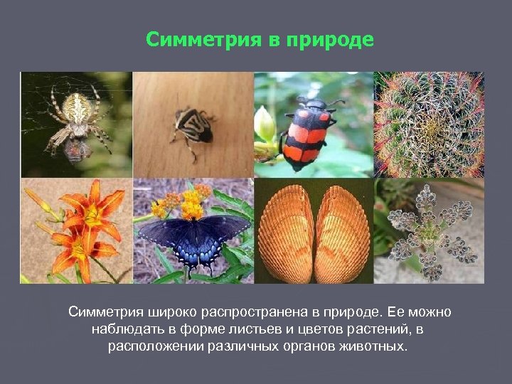 Симметрия в природе Симметрия широко распространена в природе. Ее можно наблюдать в форме листьев