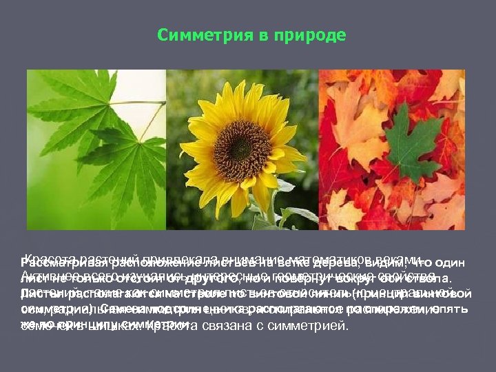 Симметрия в природе Красота растений привлекала внимание математиков веками. Рассматривая расположение листьев на ветке